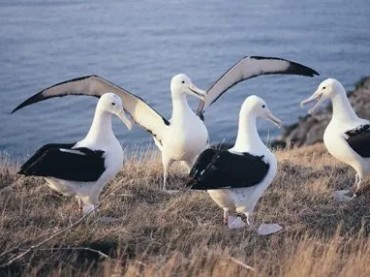 Royal Albatross Centre